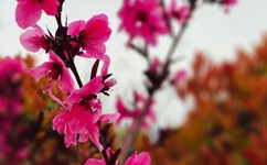 疯狂的婚姻剧情